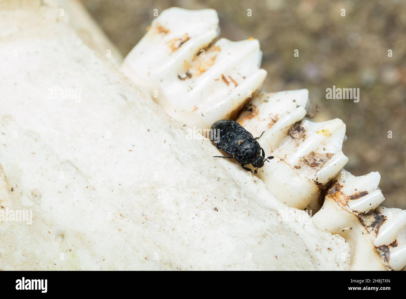 Larder skin beetle (Dermestes murinus Stock Photo Alamy