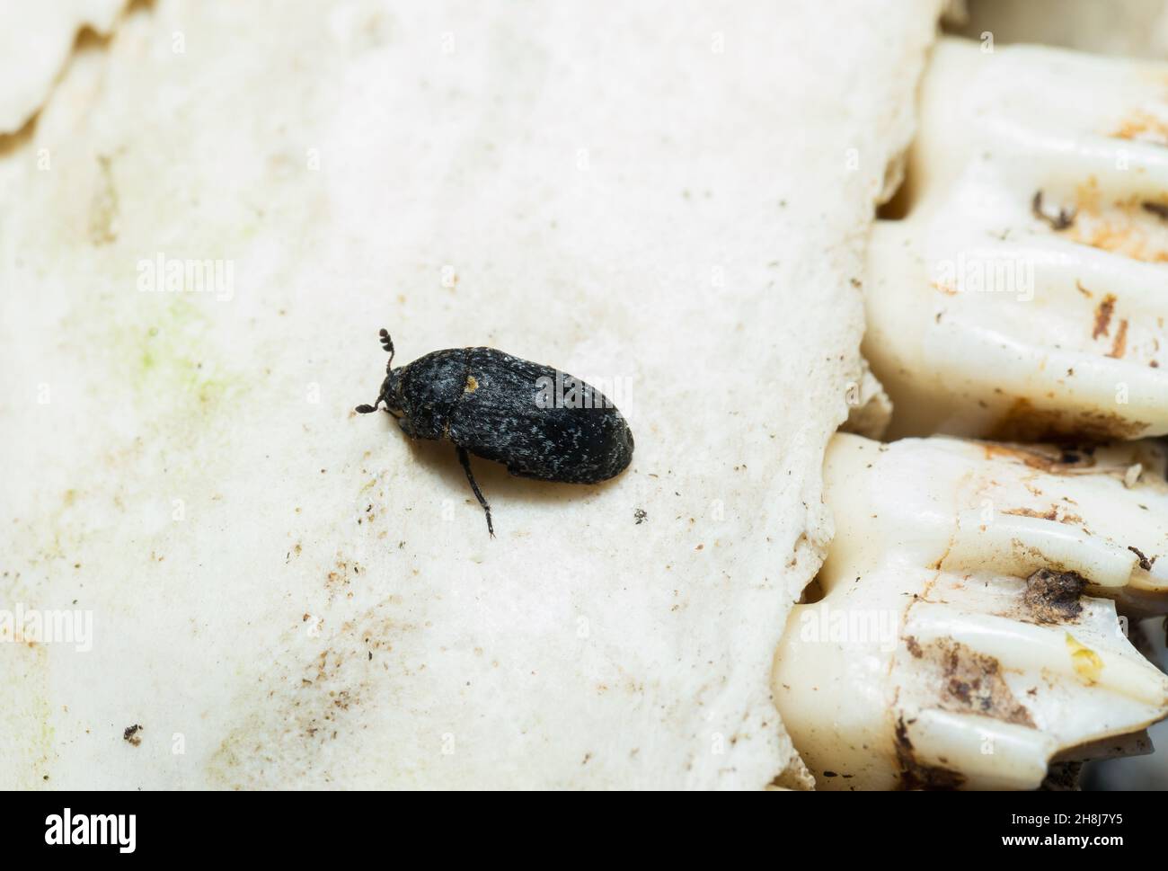 Larder skin beetle (Dermestes murinus Stock Photo Alamy