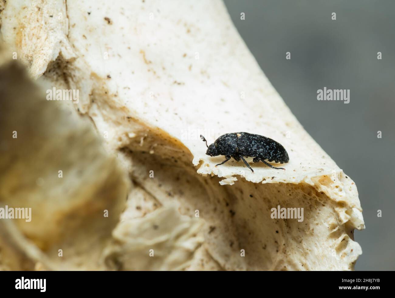 Larder skin beetle (Dermestes murinus Stock Photo Alamy