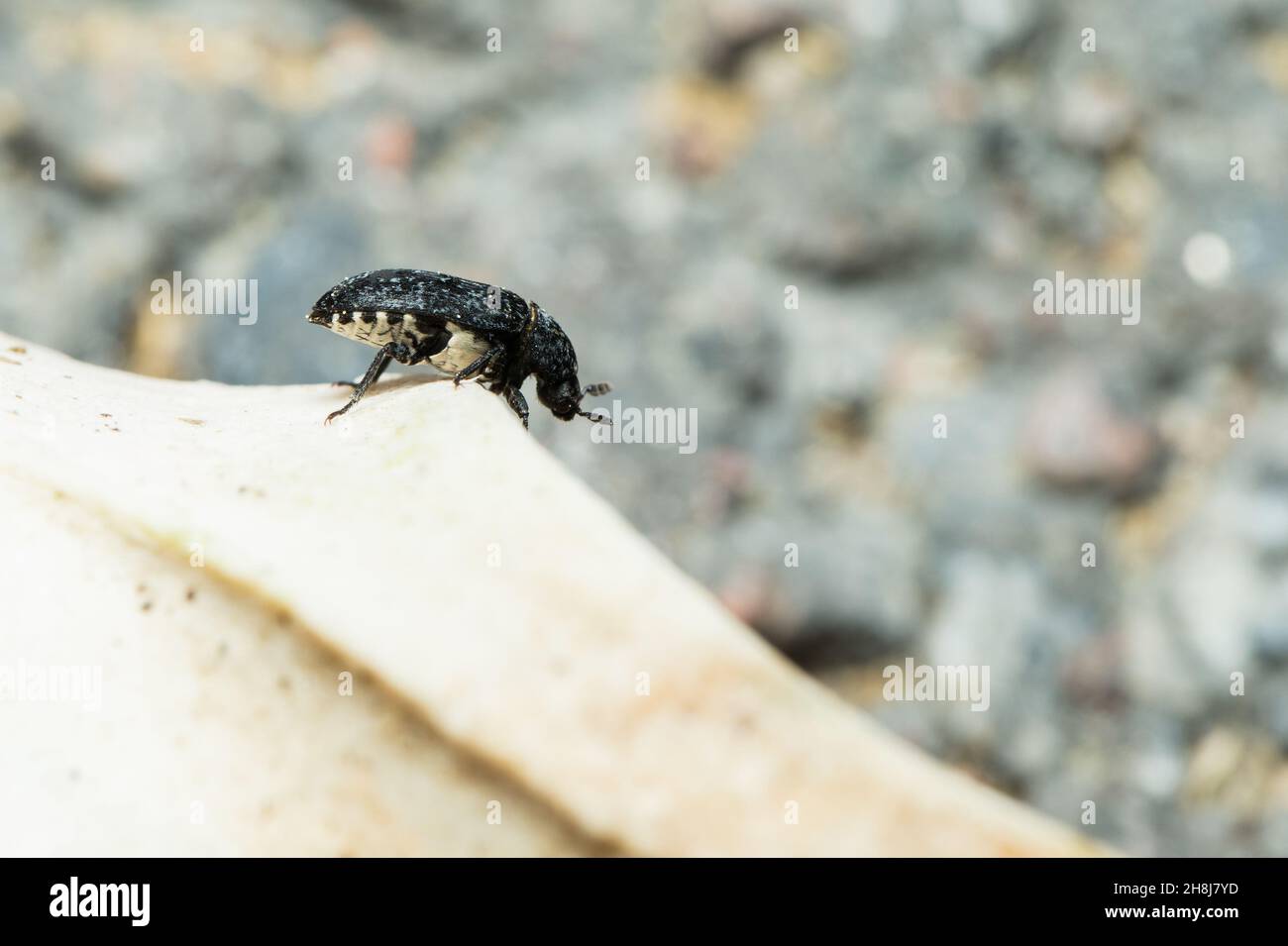 Larder skin beetle (Dermestes murinus Stock Photo Alamy