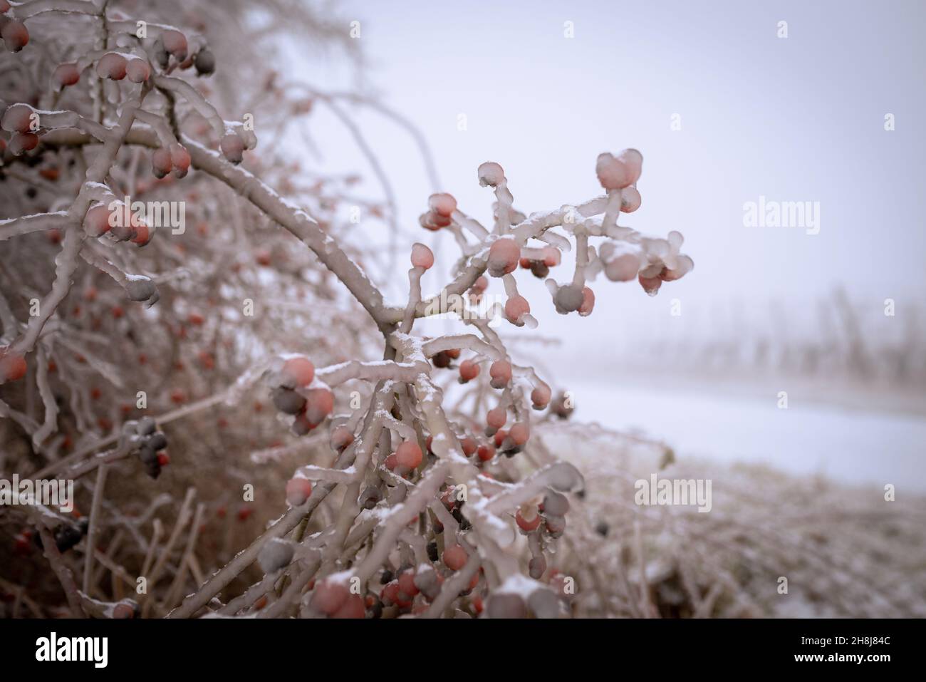 Rose hip bush covered in frozen rain. winter landscape after a freezing