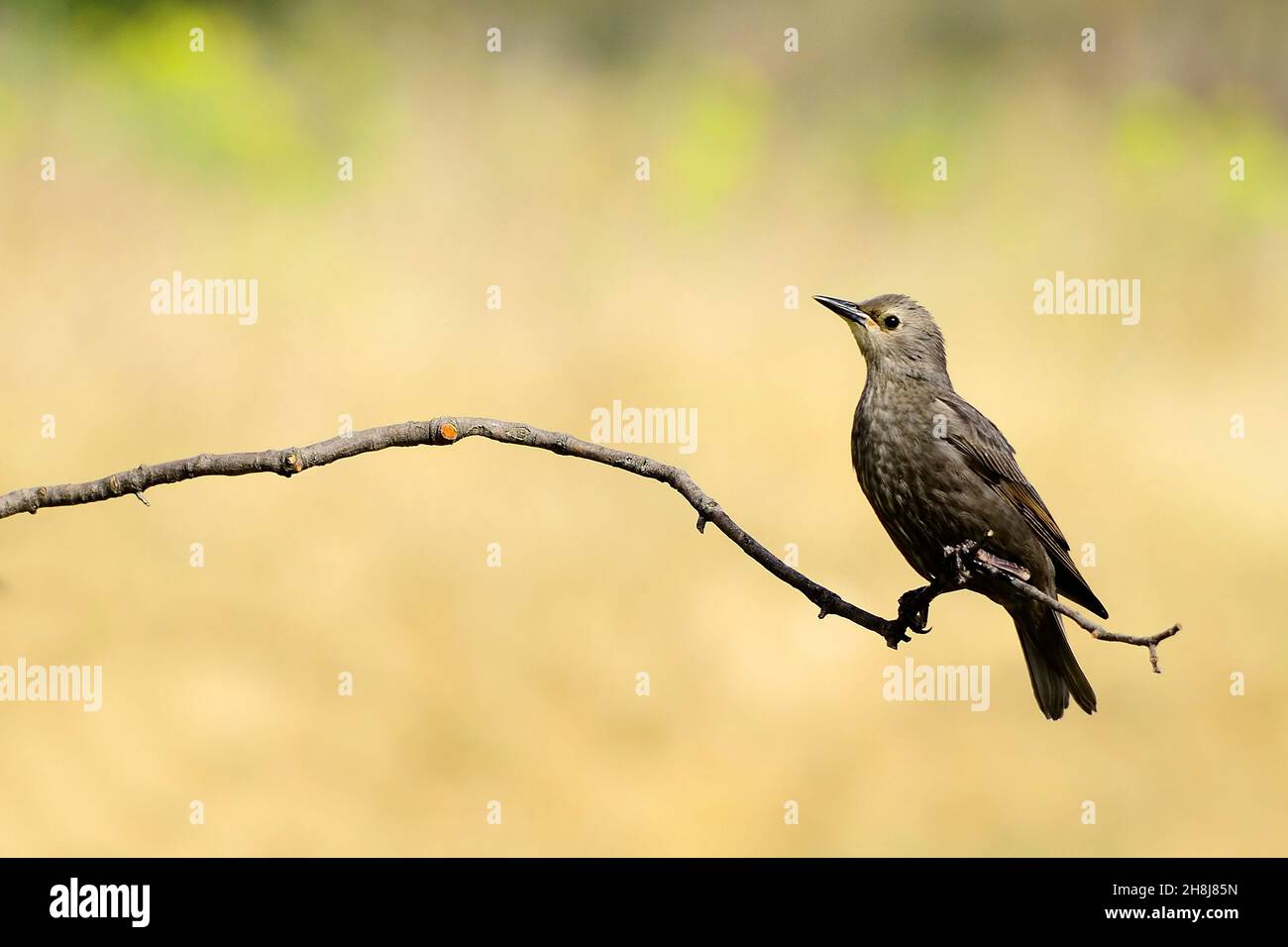 Sturnus unicolor - The black starling is a species of passerine bird in the Sturnidae family. Stock Photo