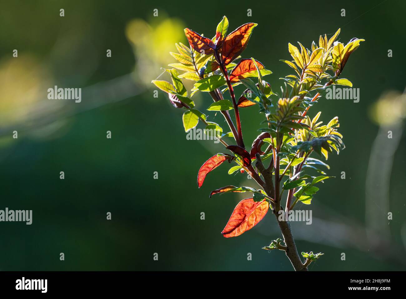 Staghorn sumac leafing out in spring Stock Photo