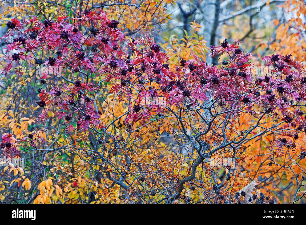 Winged sumac in vibrant autumn colors Stock Photo