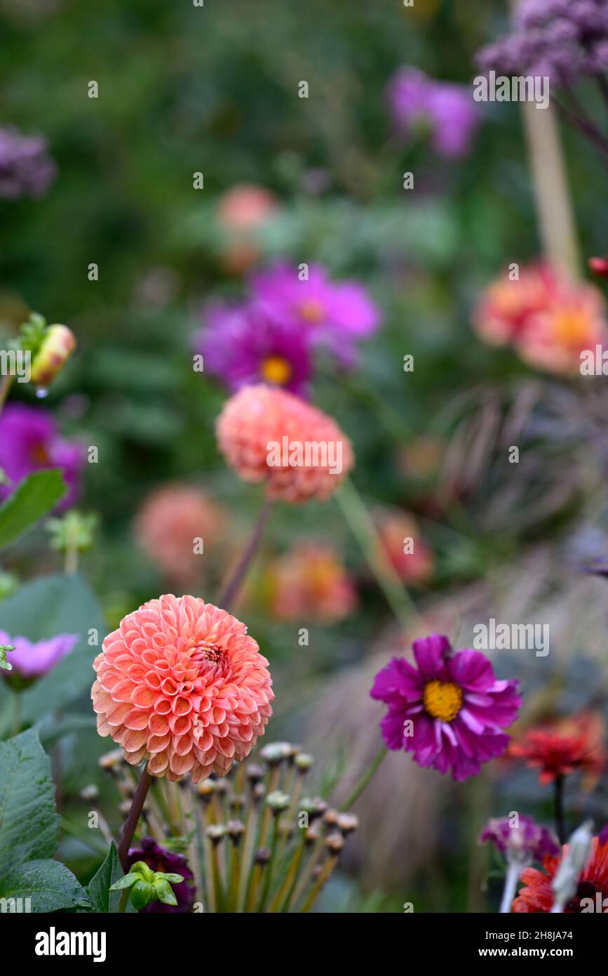 Dahlia Cornel Brons,cosmos,dahlias,mixed planting scheme,mixed bed,mixed border,garden,gardens,RM Floral Stock Photo