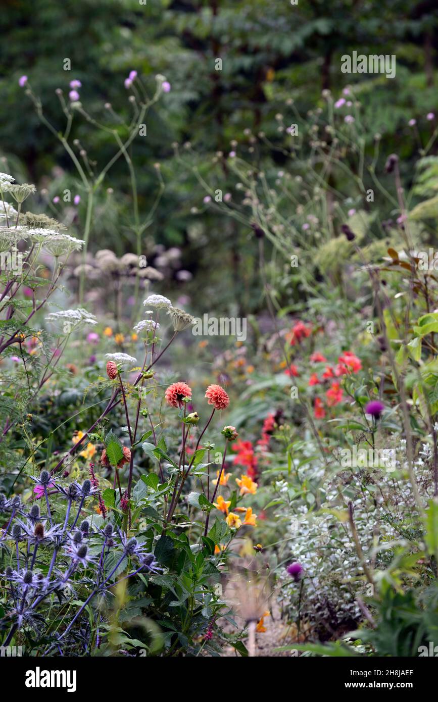 Dahlia Cornel Brons,Eryngium x zabelii Big Blue,mixed planting scheme,mixed bed,mixed border,garden,gardens,RM Floral Stock Photo