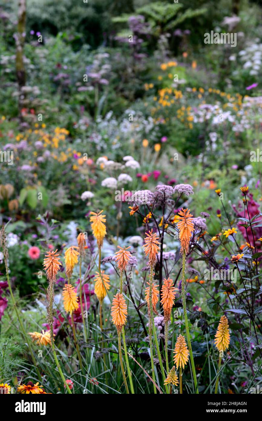 kniphofia gladness,red hot poker gladness,orange,flower,flowers,spikes,spikes,blooms,mixed border,perennial borders,angelica,umbellifer,gladiolus,cosm Stock Photo