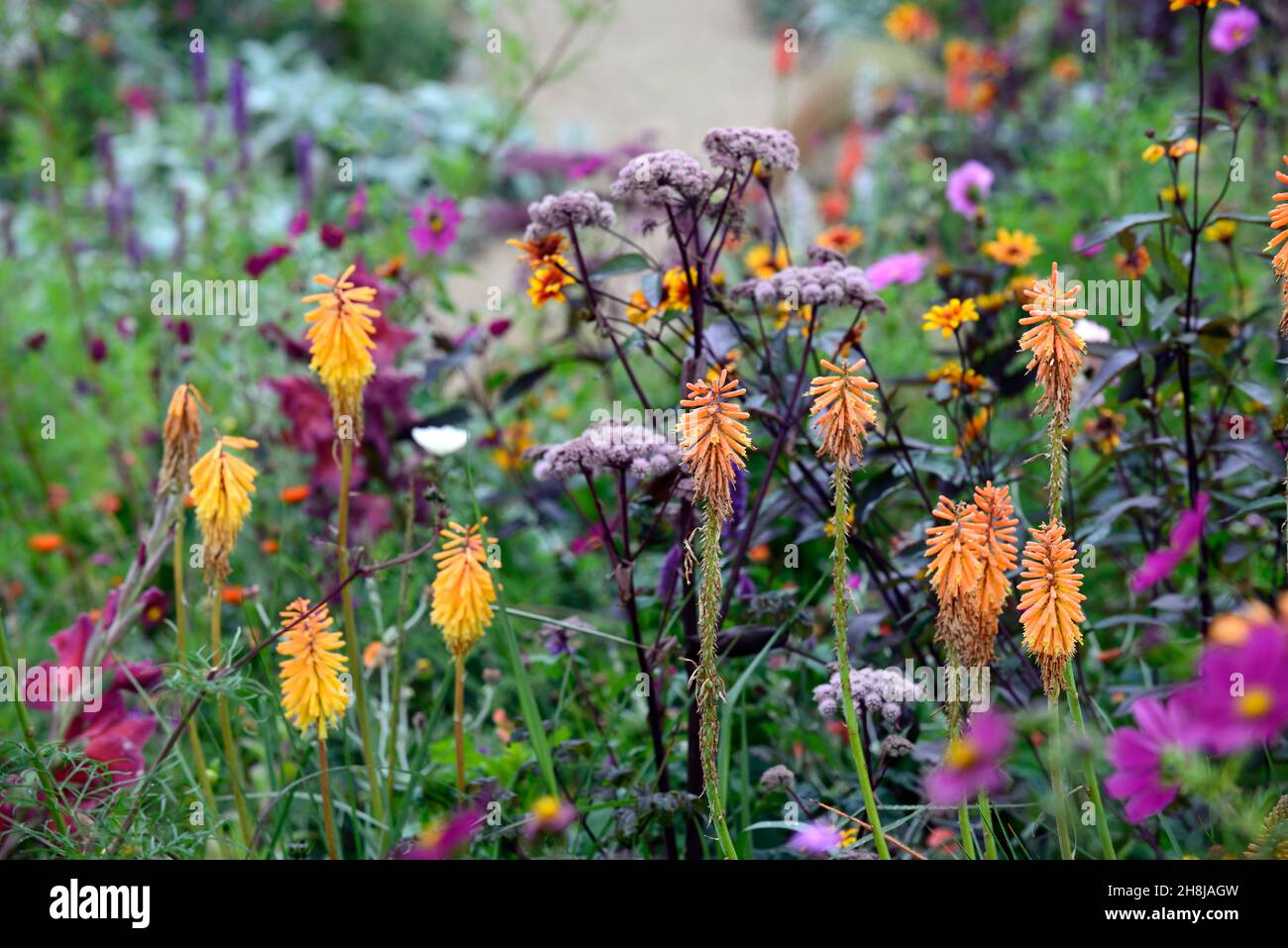 kniphofia gladness,red hot poker gladness,orange,flower,flowers,spikes,spikes,blooms,mixed border,perennial borders,angelica,umbellifer,gladiolus,cosm Stock Photo