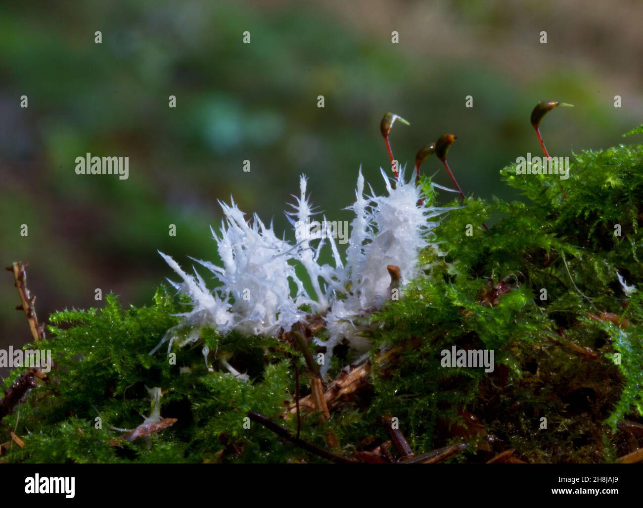 White, very small icicle-like structures in moss, mycelium of a mushroom, called ozonium, sterile fungal hyphae Stock Photo