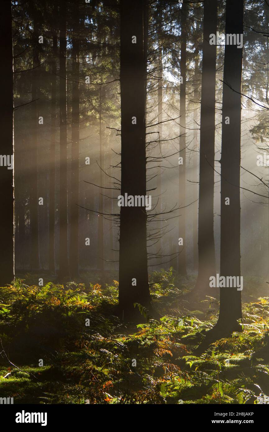 Sunrays in the forest hi-res stock photography and images - Alamy