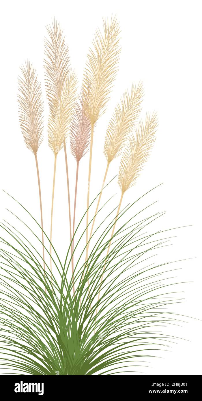 Planta de papel hi-res stock photography and images - Alamy