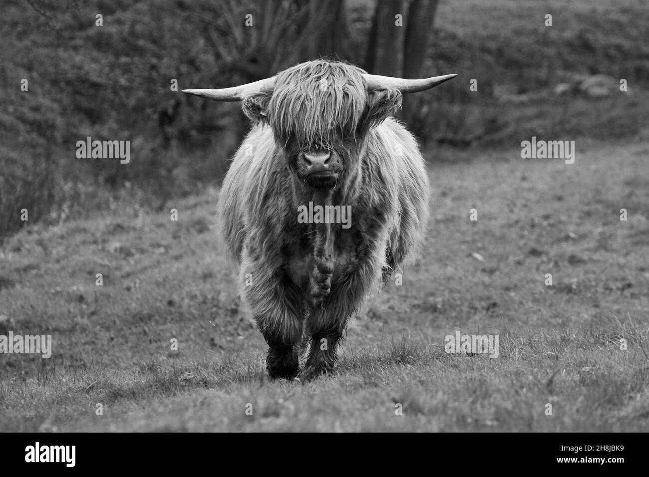Scottish highland cow calf in field looking at camera. Stock Photo