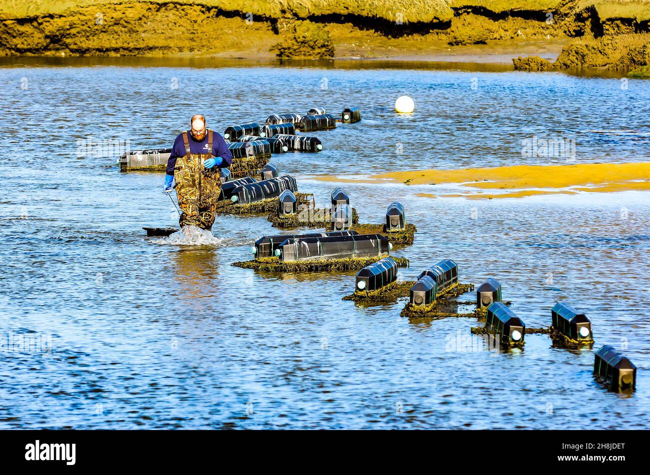 This Oyster farmer from the Massachusetts Department of Natural Resources,brings a box of oyster seedlings to be spread in this tidal salt water river. Stock Photo