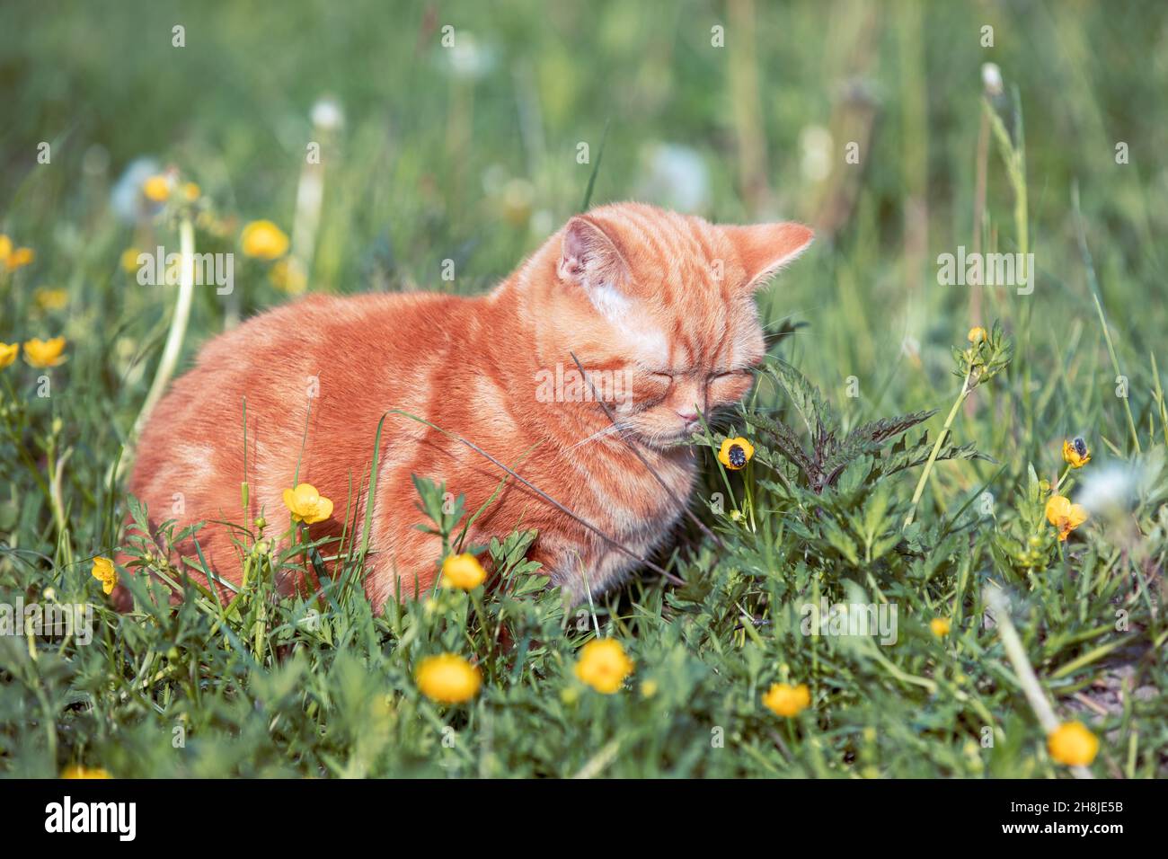 Small ginger kitten sitting on the flower lawn. Cat enjoying spring Stock Photo