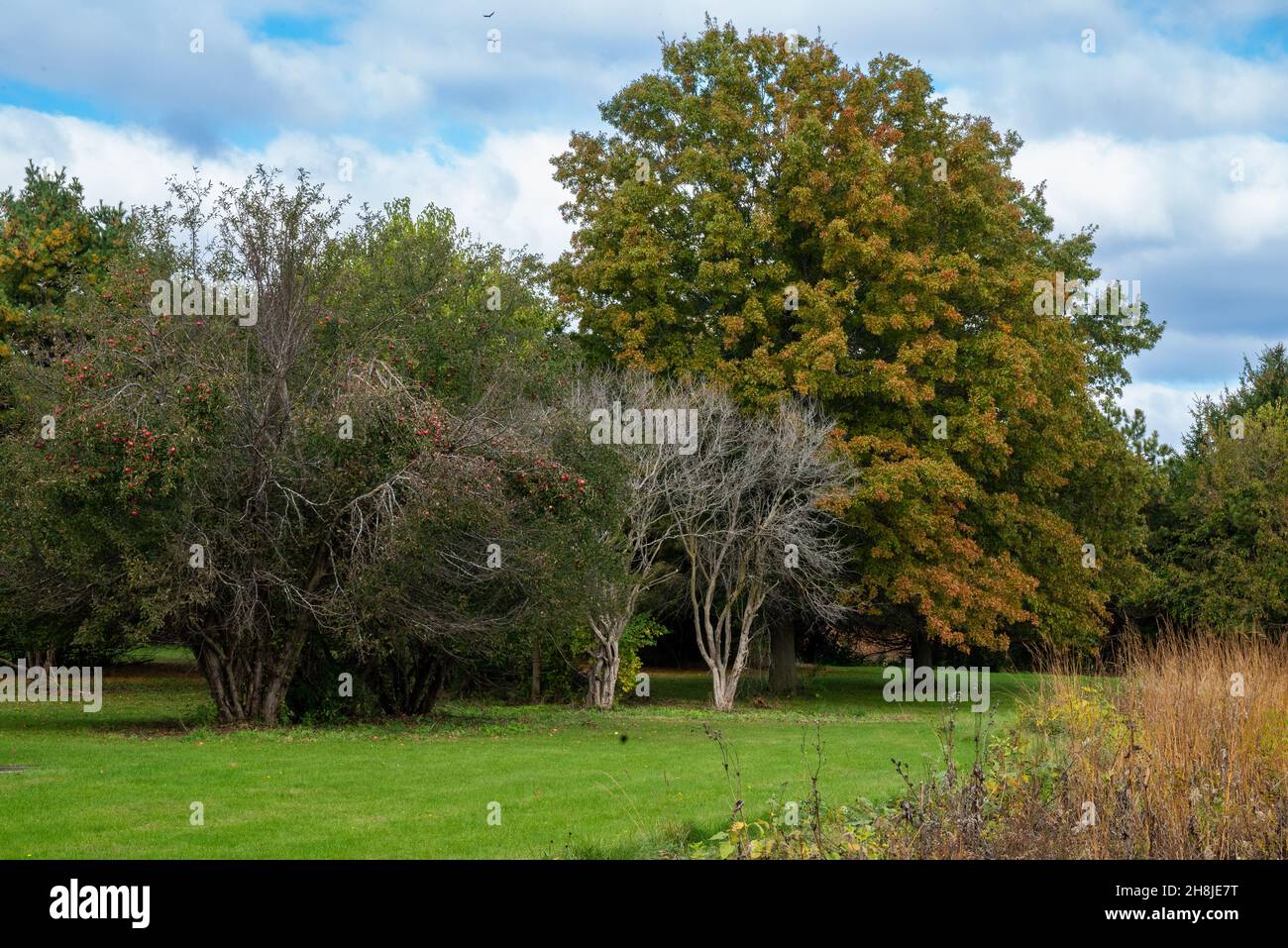 Green landscape dense trees hi-res stock photography and images - Alamy
