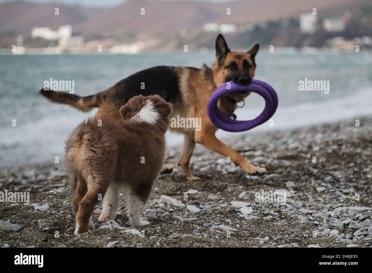 Black and red German Shepherd walks along rocky seashore with toy rings in mouth, and next small brown Australian Shepherd puppy. Australian red trico Stock Photo