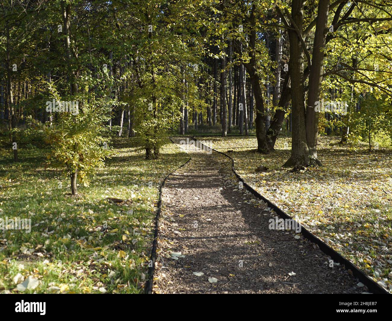 Path Between Tree Path between trees in a park in the autumn Stock Photo - Alamy