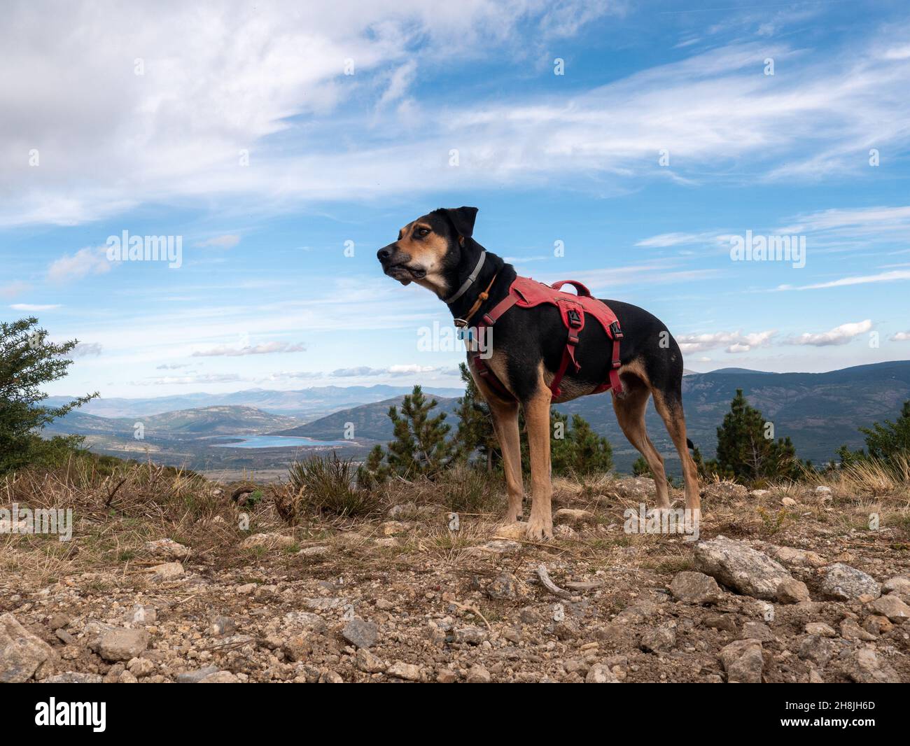 New Zealand Huntaway sheepdog on the rocky mountain against cloudy sky Stock Photo