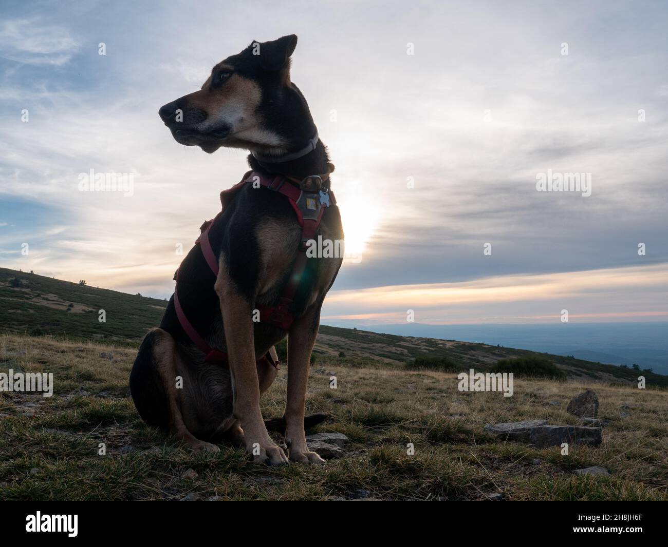 New Zealand Huntaway sheepdog on the mountain slope with dry grass against cloudy sky at sunset Stock Photo