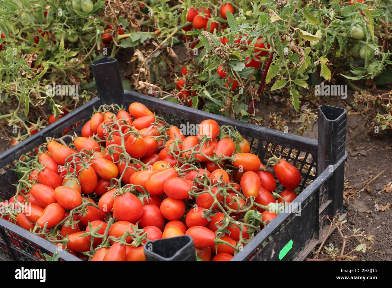 Harvesting cherry tomatoes. Cherry tomatoes are in a plastic box Stock Photo