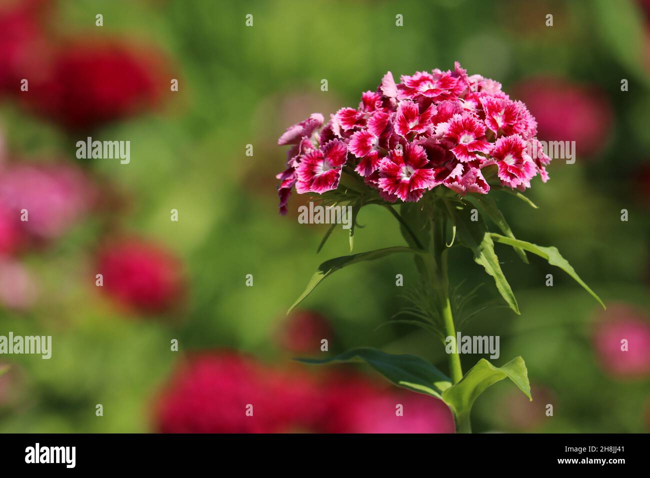 The blossoming Turkish carnation. The Turkish carnation red with white against blurred background. Stock Photo