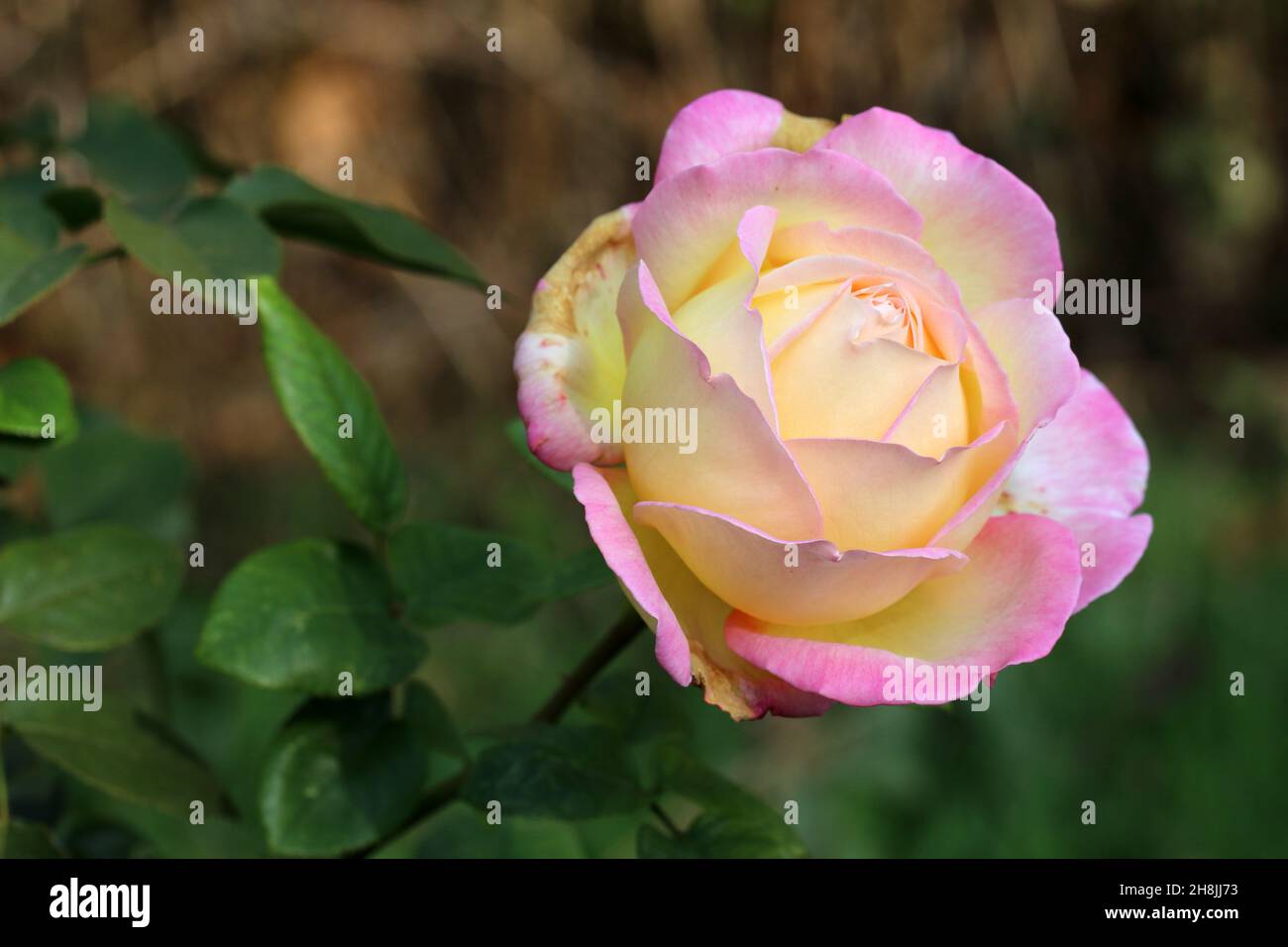 Pink rose flower on a blurred background. Selective focus. Copy space. Stock Photo