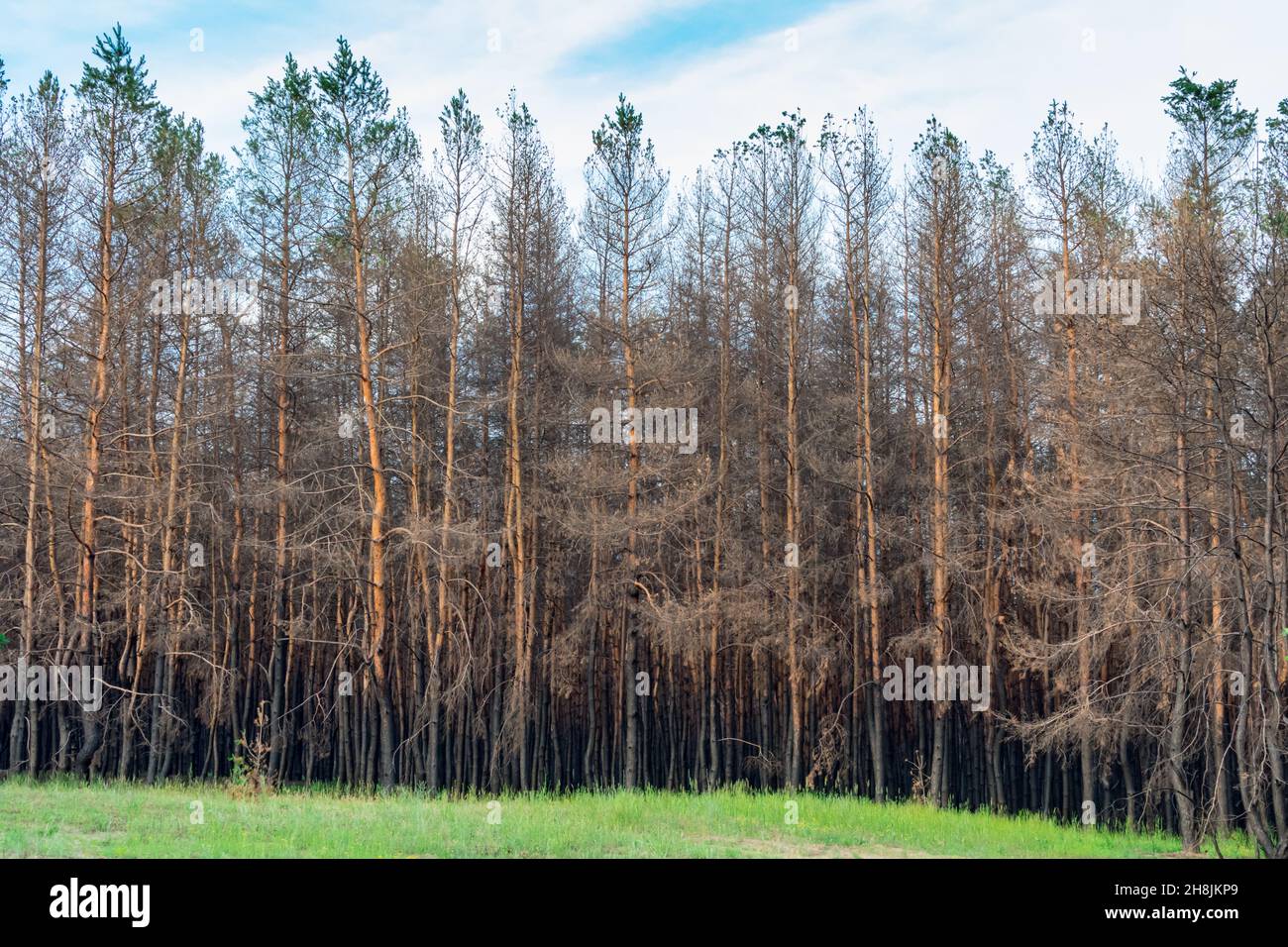 Coniferous forest one year after the fire. Coniferous trees burned down during a fire against a background of green grass. The problem of forest fires Stock Photo