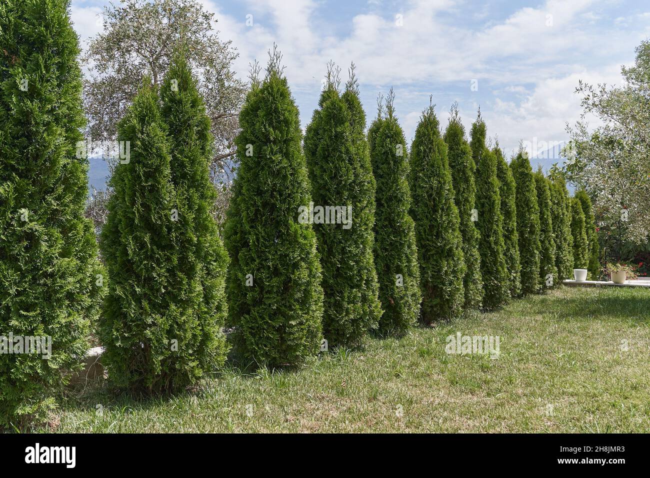 Tall thuja grow in a row in the garden. Stock Photo