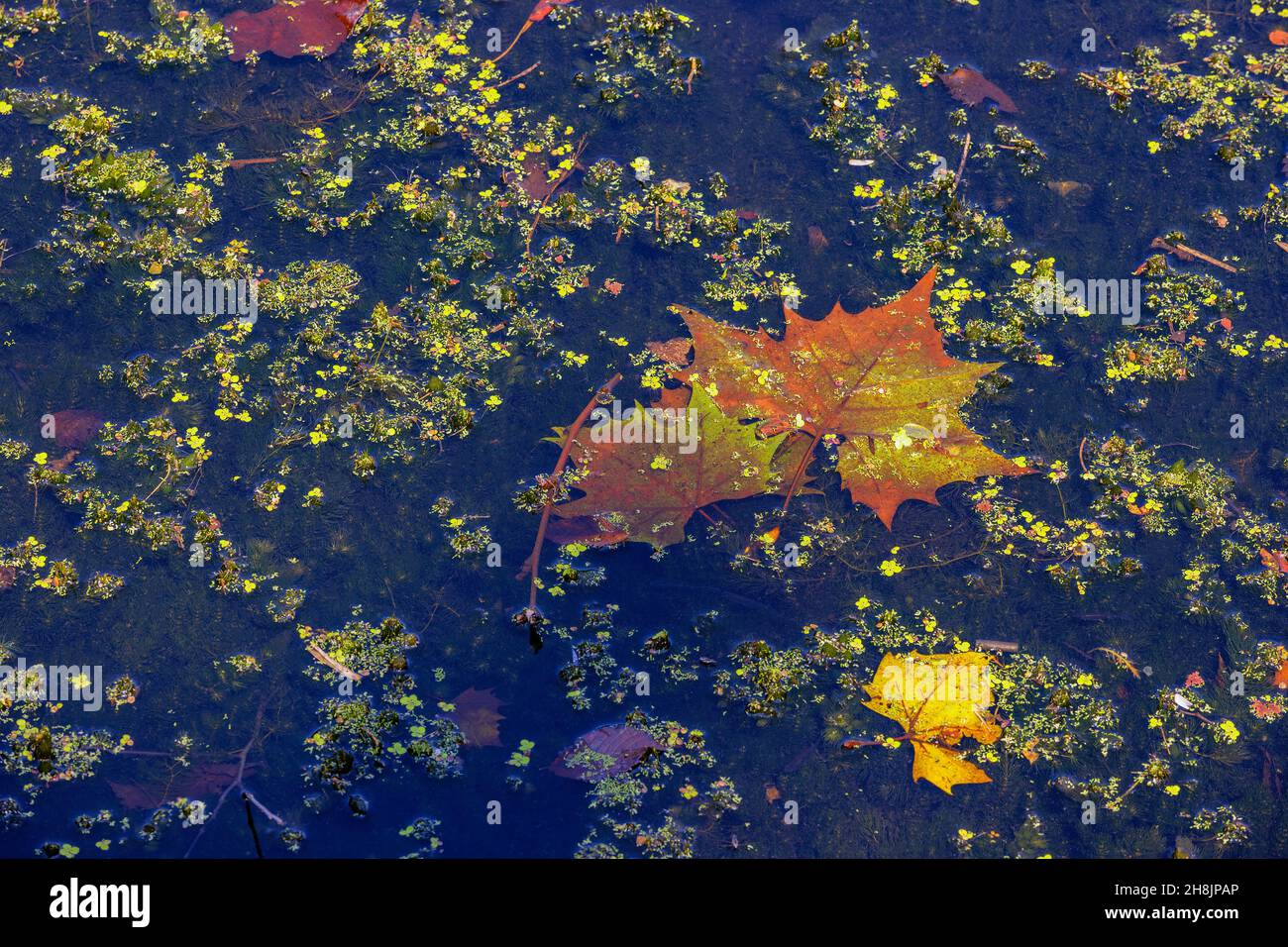 Close up of Autumn leaves floating in a pond in a public park Stock Photo
