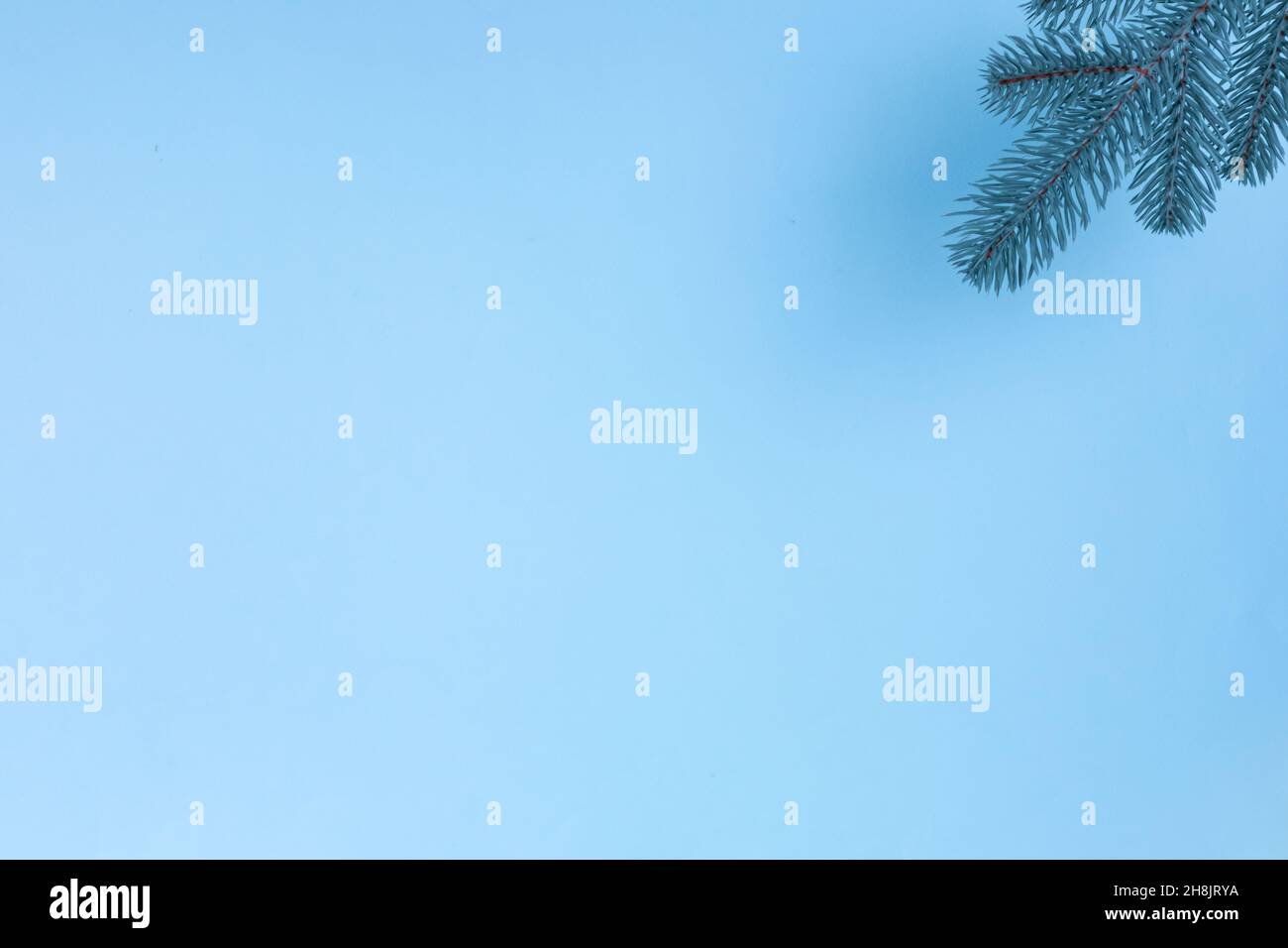 Branches of a Christmas tree on a blue background. The basis for the ...