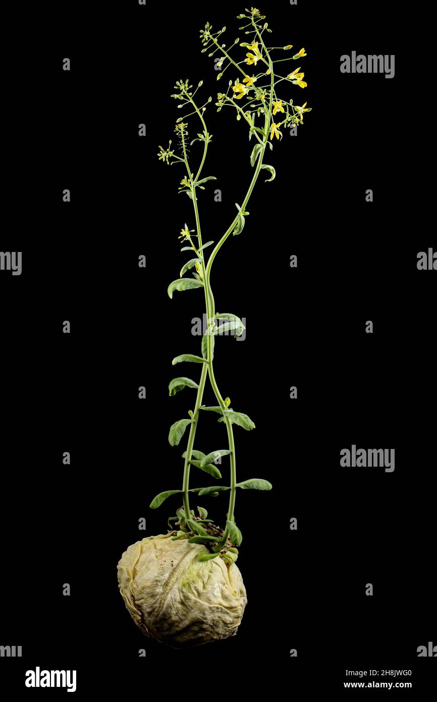 Flowering cabbage, yellow flowers of cabbage, isolated on black
