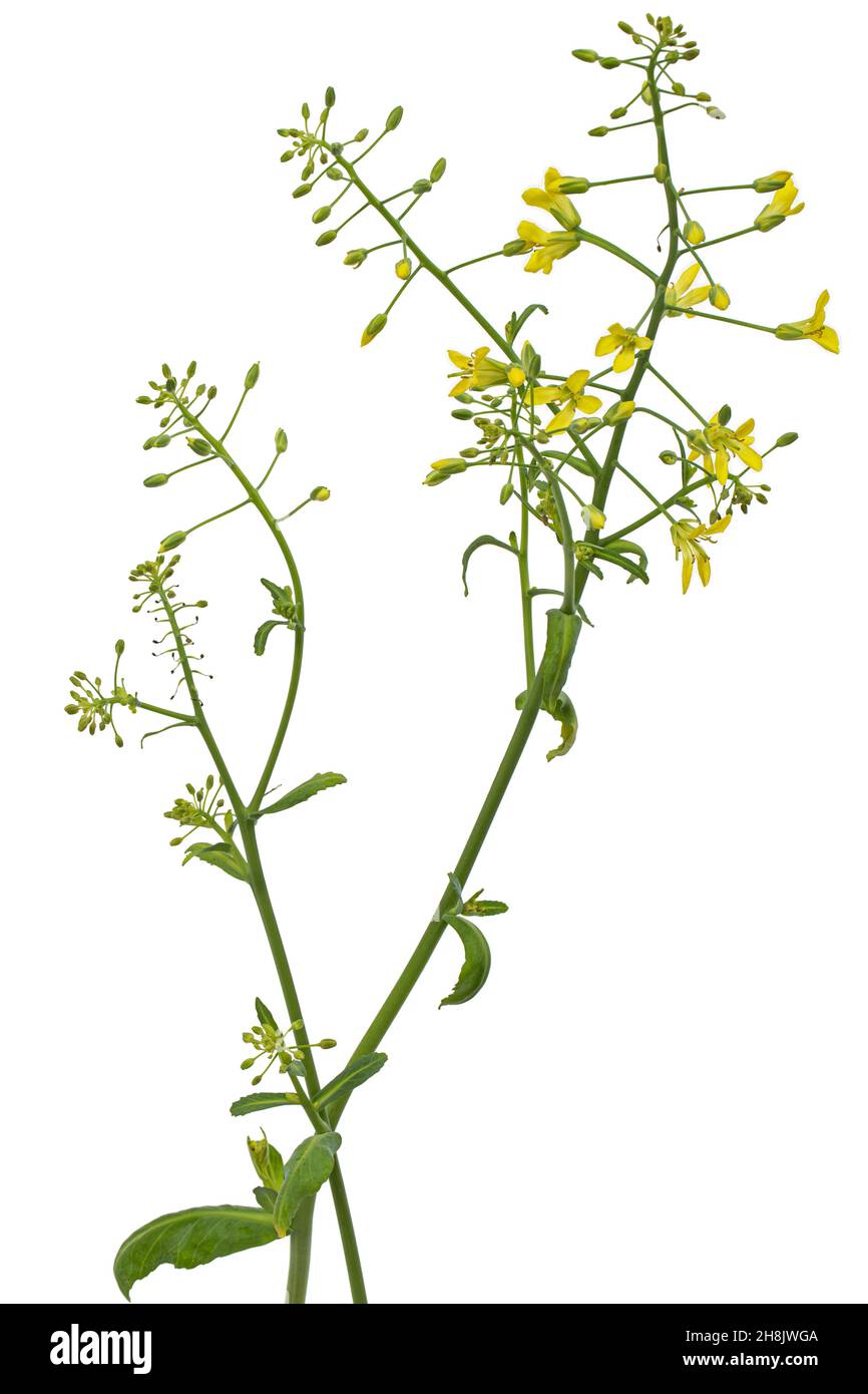 Flowering cabbage, yellow flowers of cabbage, isolated on white