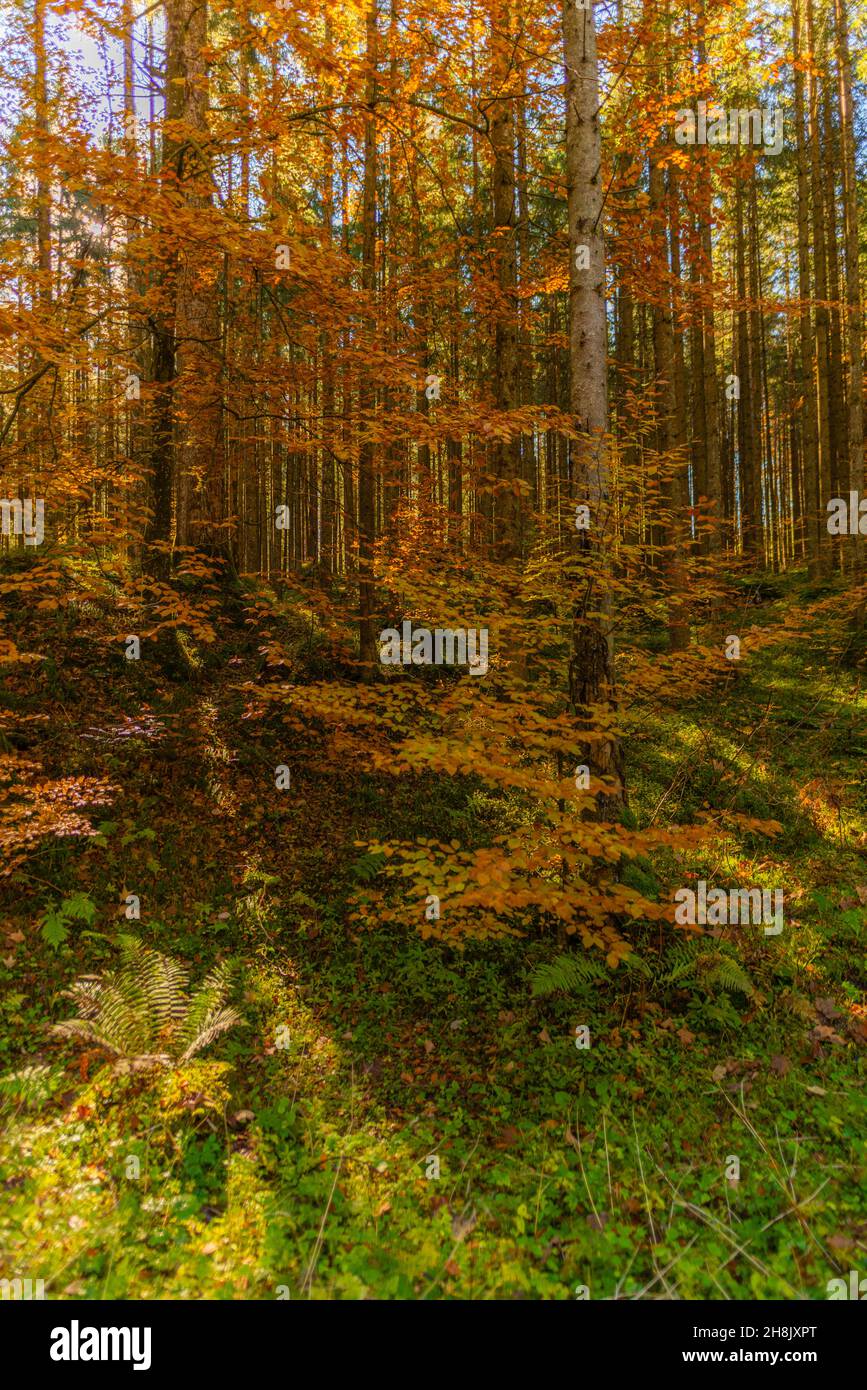 Zauberwald or Magic Wood with the creek Ramsauer Ache near Hintersee in autumn colors, Ramsau, Upper Bavaria, Southern Germany Stock Photo