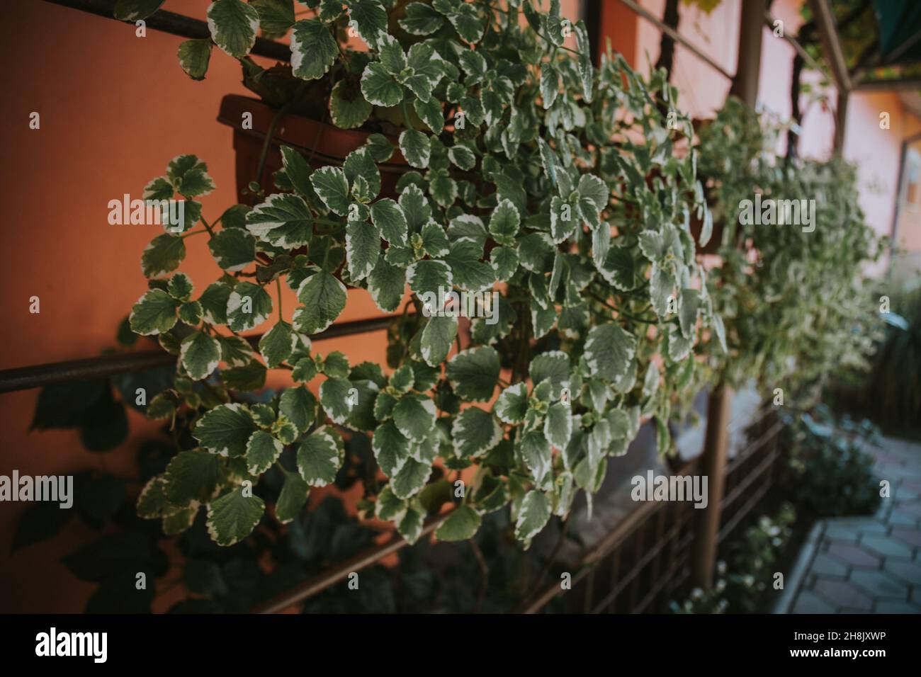 Closeup shot plant fence hi-res stock photography and images - Alamy