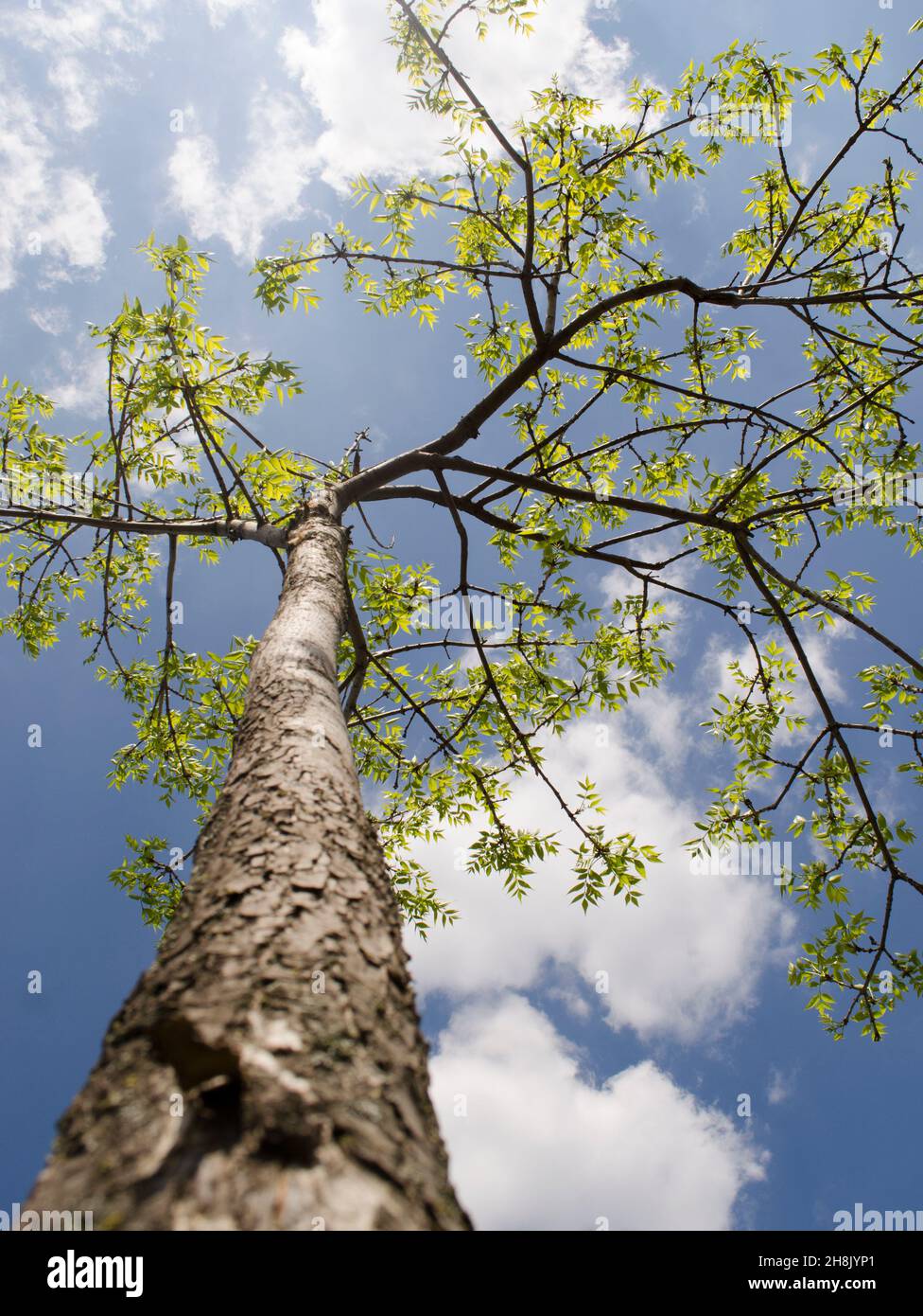 Summer tree in the sun rays. Single tree isolated over the blue sky background Stock Photo