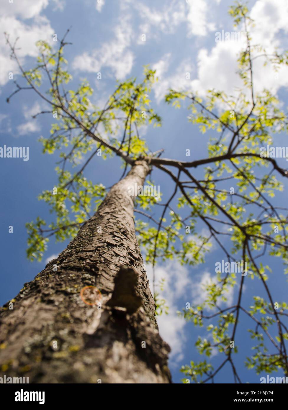 Summer tree in the sun rays. Single tree isolated over the blue sky background Stock Photo