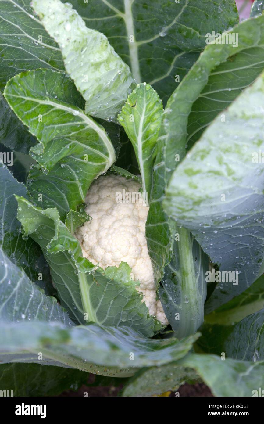 Mature cauliflower plant Stock Photo