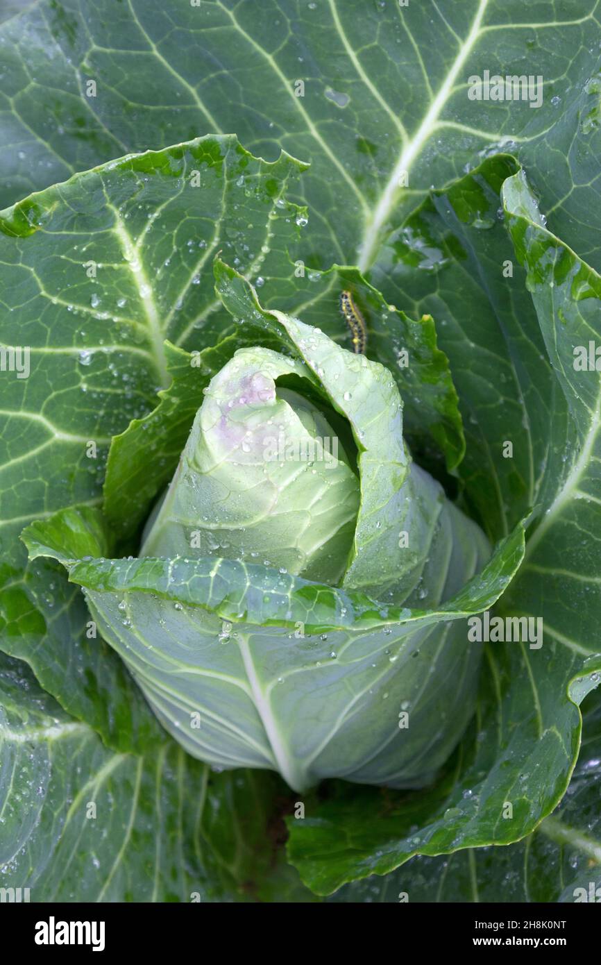 Mature pointed cabbage plant Stock Photo