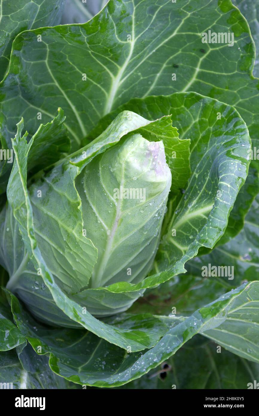 Mature pointed cabbage plant Stock Photo