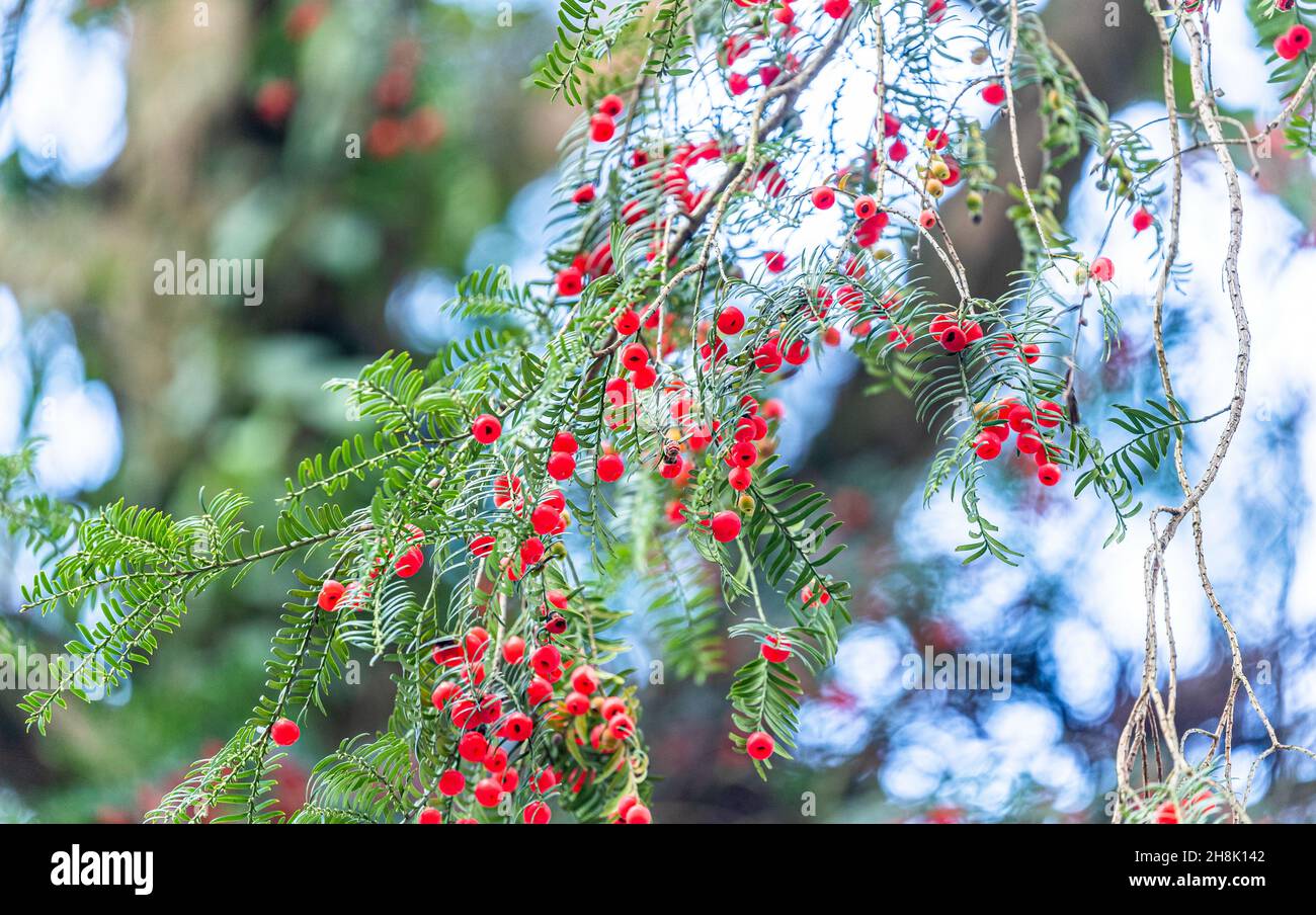 CHONGQING, CHINA - NOVEMBER 23, 2021 - Wild Taxus chinensis fruits are pictured at Jinfo Mountain National Nature Reserve in Chongqing, China, On November 23, 2021. It is understood that wild Taxus chinensis is a national key protection of wild plants, its slow growth, decades will bear fruit, and to present a tree full of red beans on the branches of the scene, it needs a good ecological environment. (Photo by Qu Mingbin / Costfoto/Sipa USA) Stock Photo