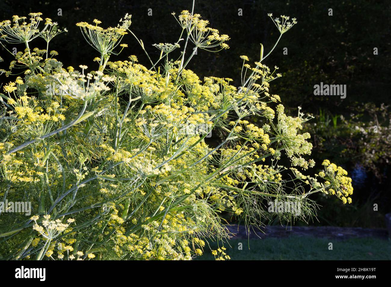 Florence fennel flowers Stock Photo