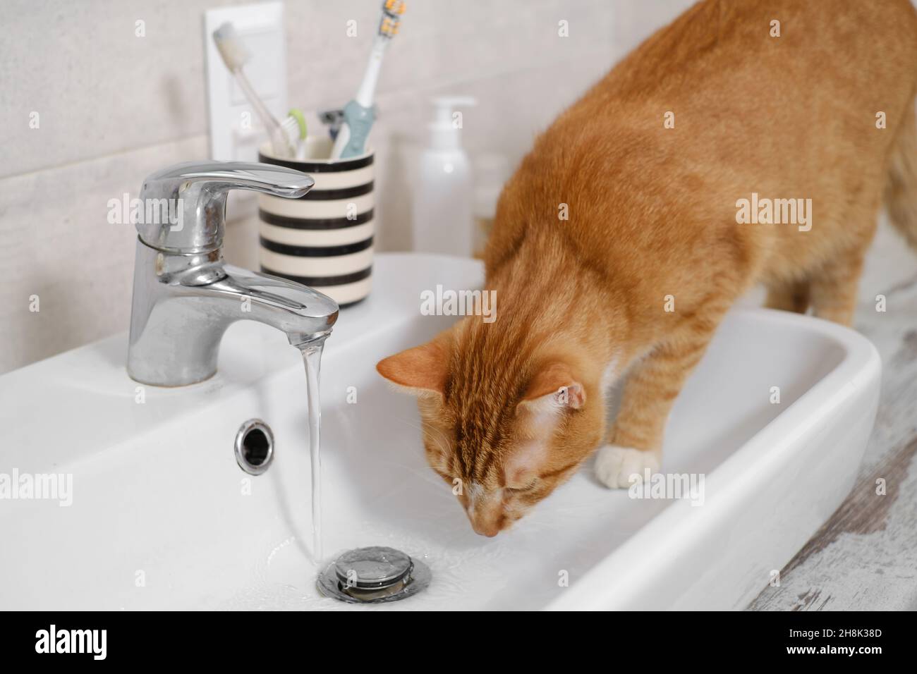 Cat drinking water from sink faucet. Thirsty ginger cat at home bathroom Stock Photo Alamy