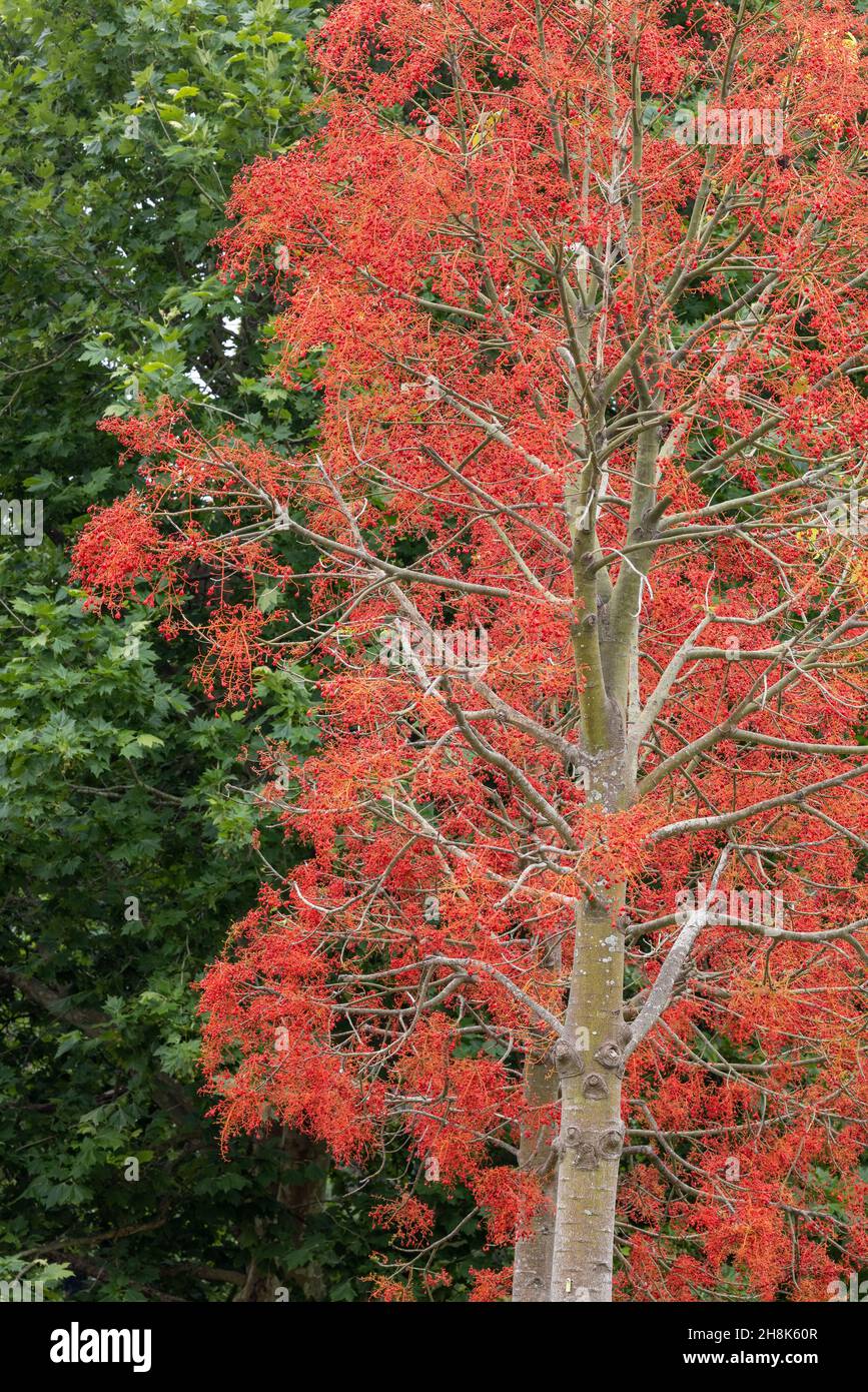 Illawarra Flame Tree in flower Stock Photo Alamy
