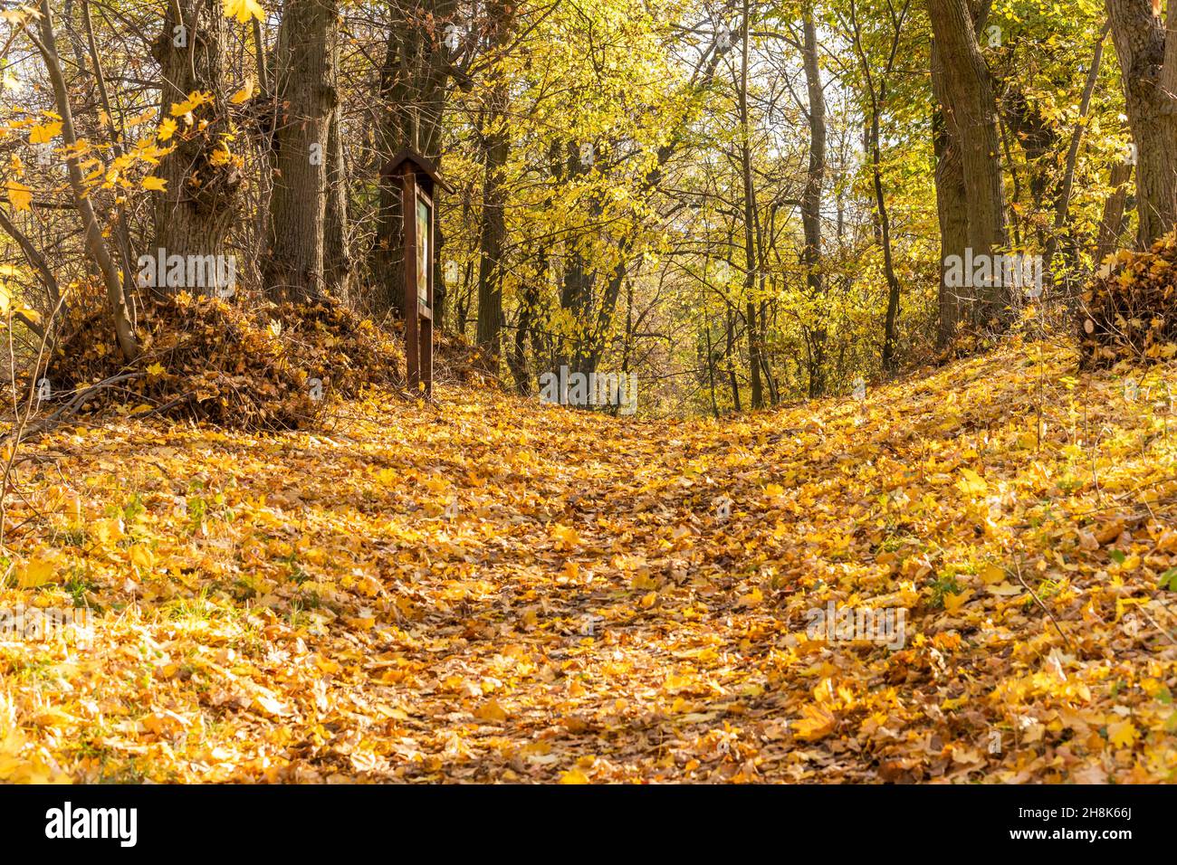 Branch narrow leaves yellow hi-res stock photography and images - Alamy