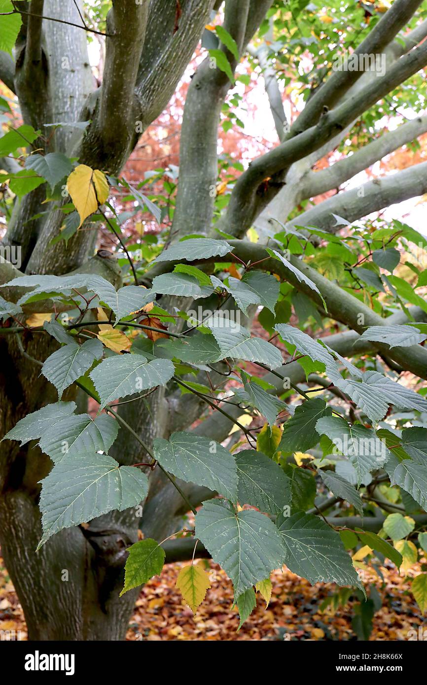 Acer capillipes snake-bark maple – heart-shaped shallowly lobed large dark green leaves and olive green bark with vertical white stripes,  November,UK Stock Photo