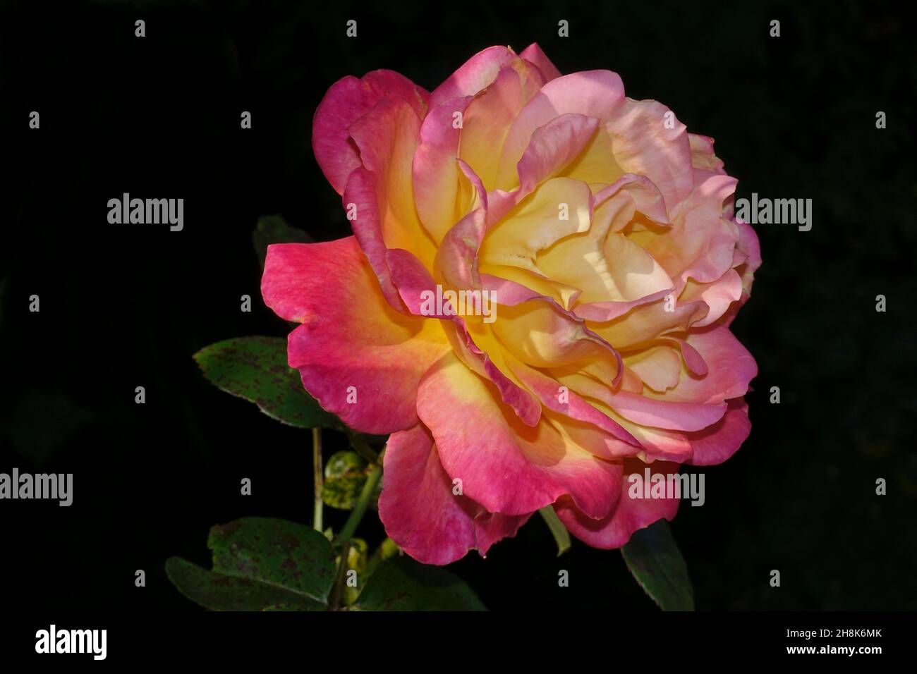 Close-up of a rose flower on a dark background Stock Photo