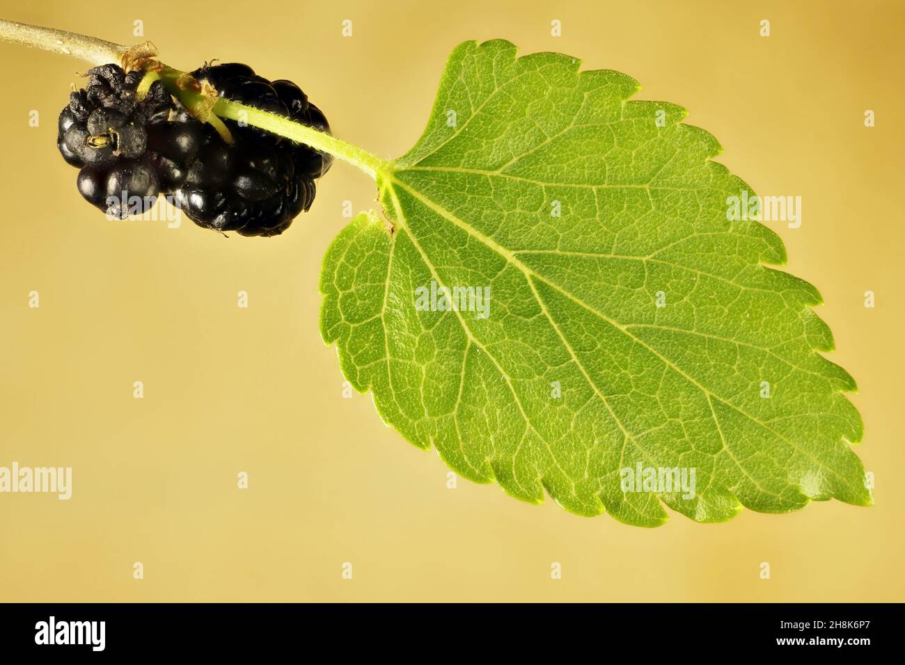 Super macro view of isolated, ripe Mulberry (Morus alba) aggregate and leaf on stem Stock Photo