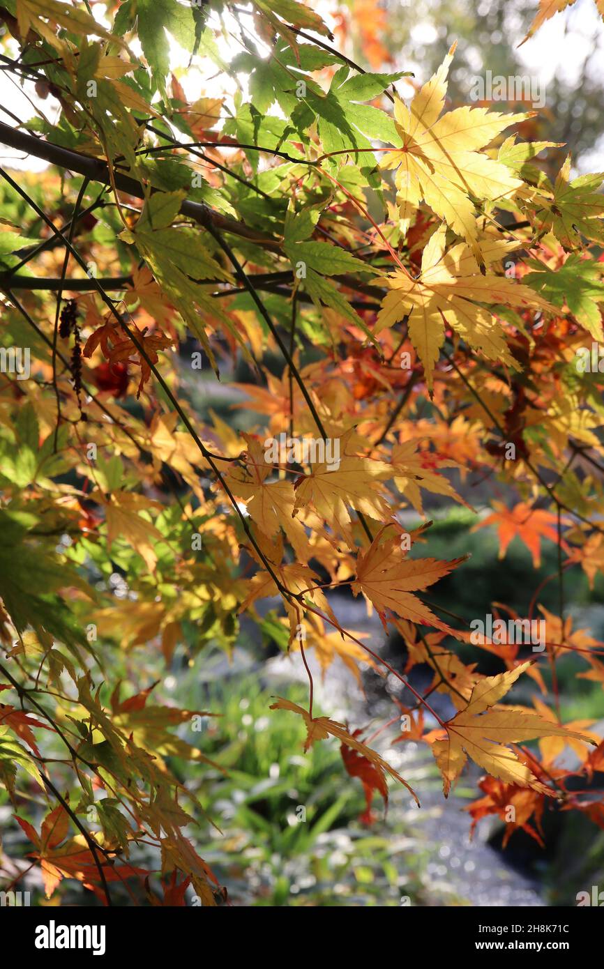 Acer palmatum ‘Momiji’ Japanese maple Momiji – mid green, red, orange and yellow leaves with serrated margins,  November, England, UK Stock Photo