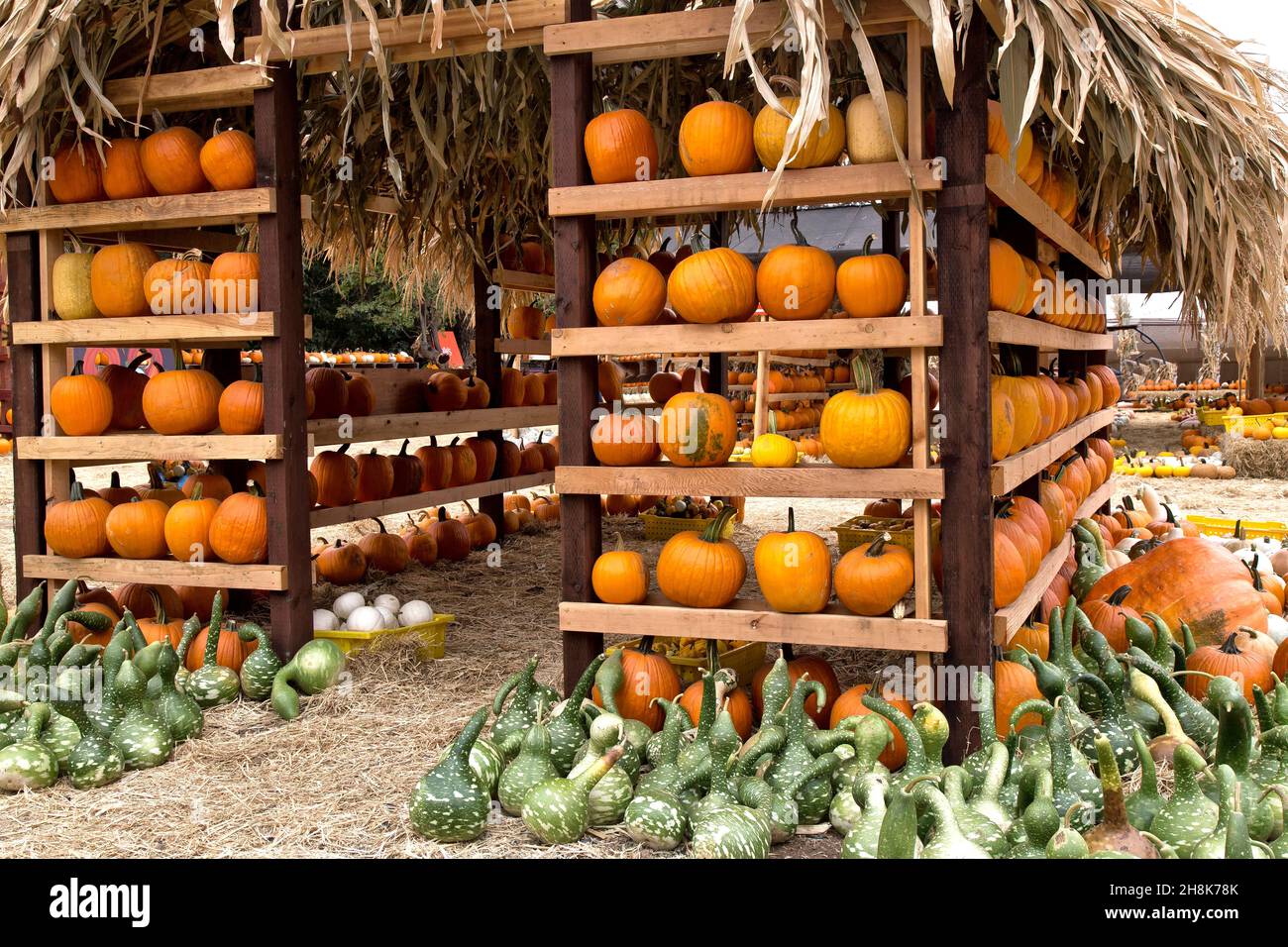 Pumpkin house, farm stand dislaying pumpkins & Speckled Swan gourds in foreground. Stock Photo