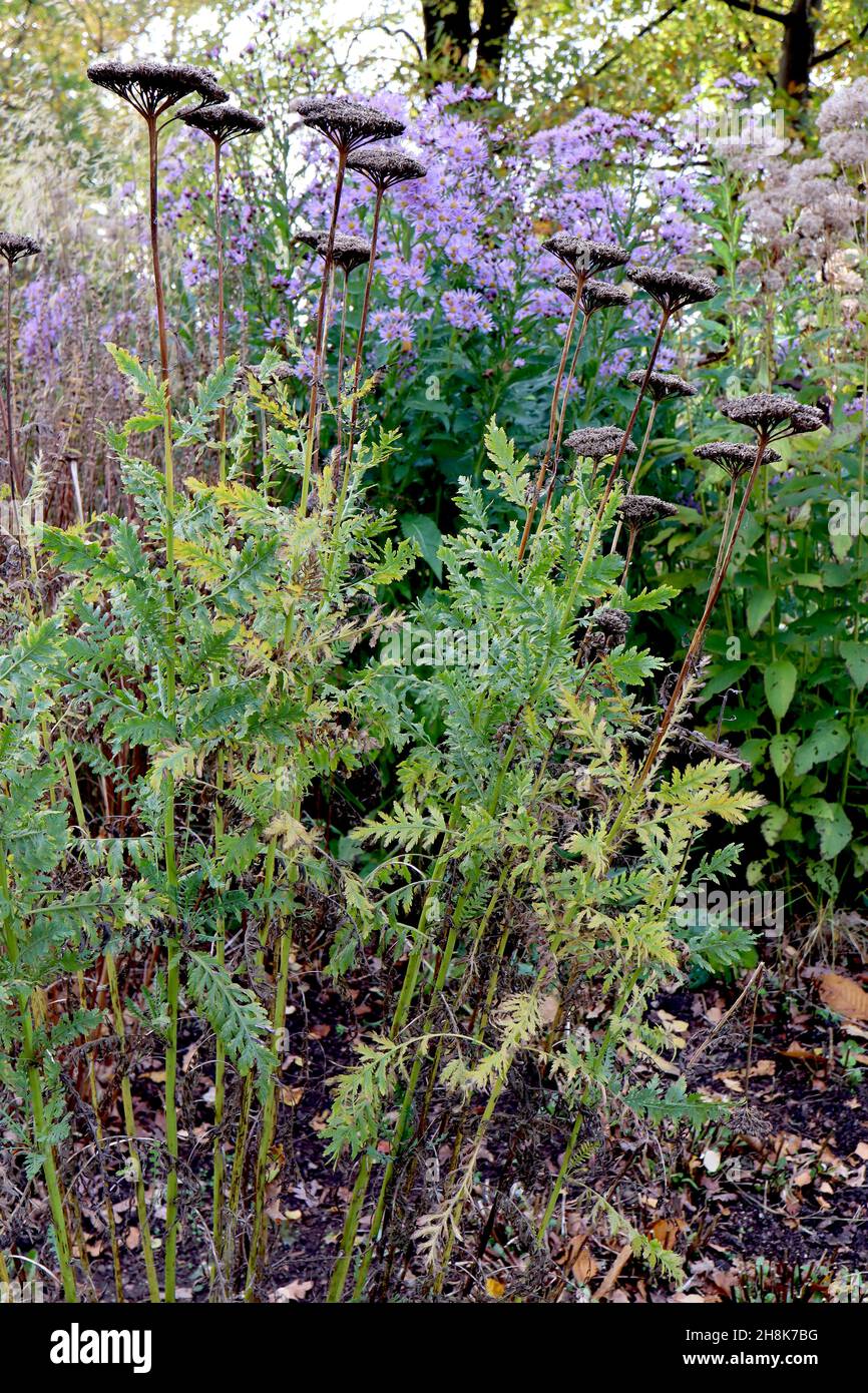 Achillea filipendulina ‘Cloth of Gold’ yarrow Cloth of Gold - large domed clusters of buff seed heads and mid green leaves on tall stems,  November,UK Stock Photo